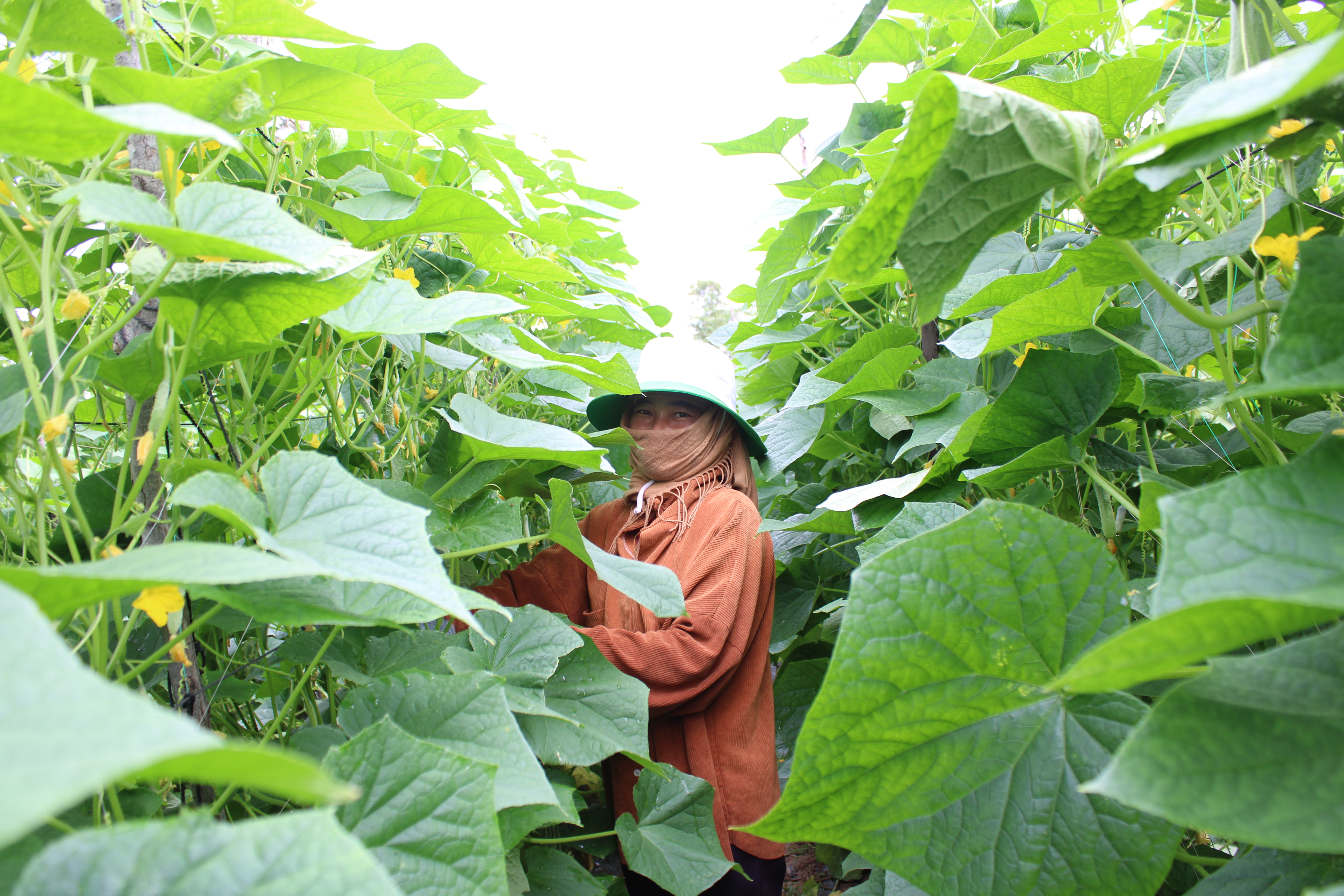 Lim Bunthoeun, Fruit Farmer