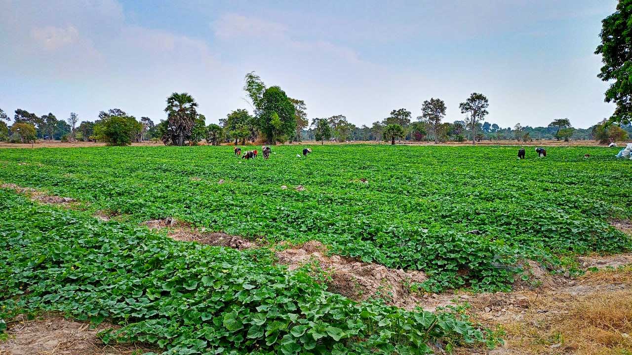 Cambodian Farm